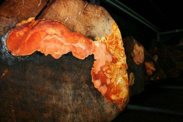 牛樟芝功效与作用，牛樟芝的价格