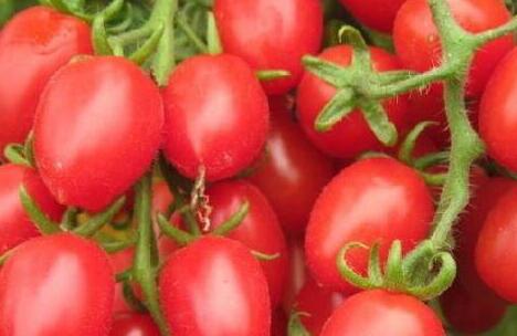 圣女果的功效与作用，圣女果的禁忌及副作用