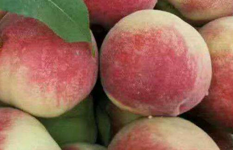 毛桃过敏之后怎么应该怎么处理啊