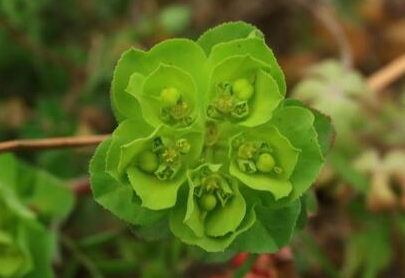 泽漆汤是什么中药组成，泽漆汤组成和功效