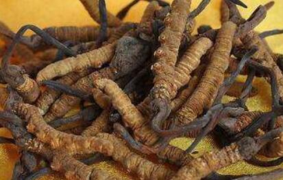 虫草的功效与作用及食用方法