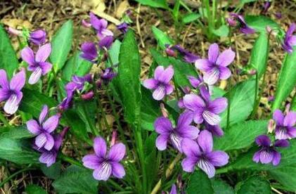 地丁草的功效与作用及食用方法