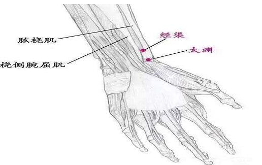 经渠怎么读音，经渠的功效和作用