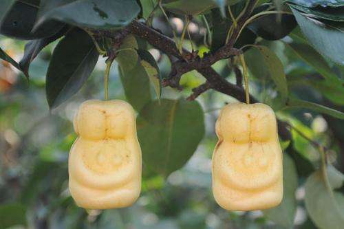 人参果的功效与作用，吃人参果的禁忌