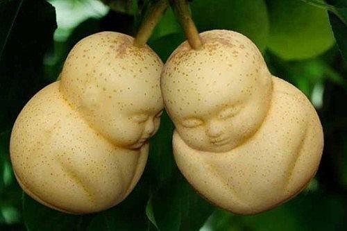 人参果的功效与作用，吃人参果的禁忌