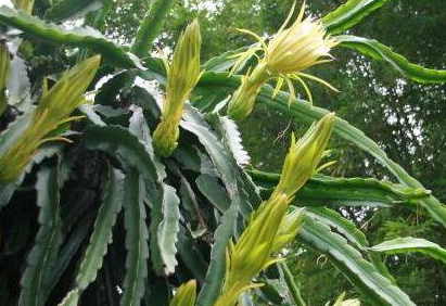 剑花的功效与作用及食用方法