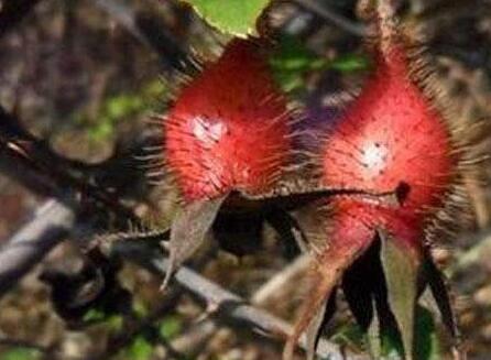 金樱子泡酒有什么功效，金樱子泡酒的功效与作用