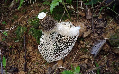 竹荪与什么食物相克,竹荪不能和什么一起吃
