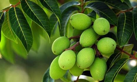 青橄榄的功效与作用禁忌，吃青橄榄的好处