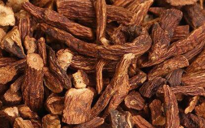 婆婆丁根的功效与作用及禁忌