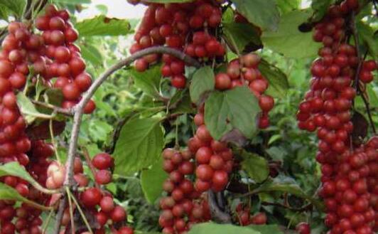 五味子怎样泡水喝最佳，五味子泡水的最佳搭配