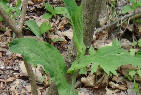 醋柴胡的功效与作用及禁忌