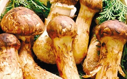 野生松茸价格2020，野生松茸多少钱一斤