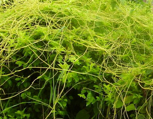 菟丝子的功效与作用及禁忌