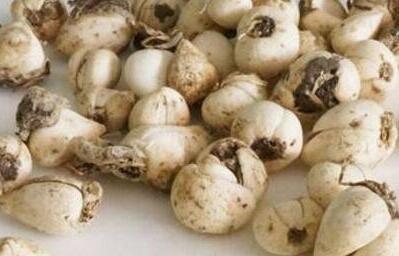 浙贝母又叫什么名字,浙贝母和川贝母的区别