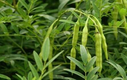 苦参的功效与作用及禁忌