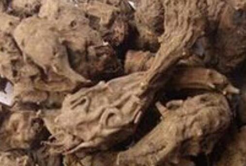 草乌的功效与作用及禁忌