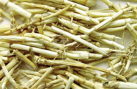 芦根和藕节能根治鼻出血吗？