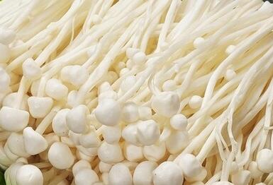 金针菇的功效与作用，金针菇的禁忌与注意事项