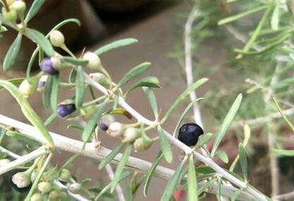 黑枸杞的功效与作用及正确吃法，黑枸杞不适宜人群