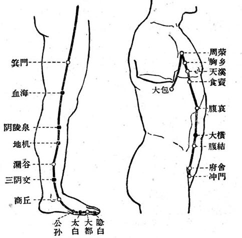 脾经的准确位置图， 脾经的走向准确位置图
