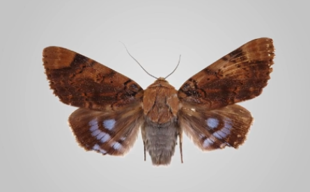 雄蚕蛾怎么吃,雄蚕蛾吃多了有害吗