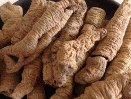 巴戟天的功效与作用及禁忌