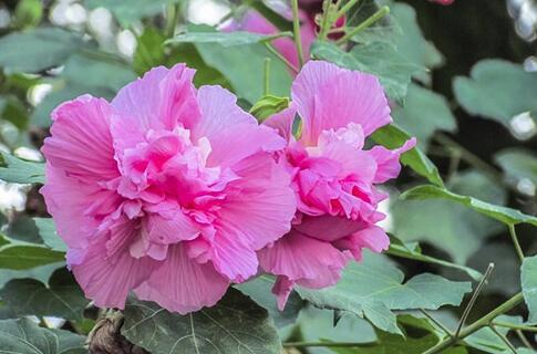 芙蓉花的功效与作用及食用方法