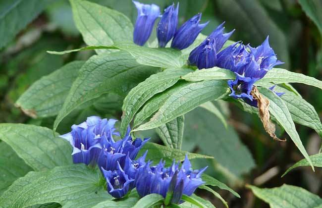 龙胆草的功效与作用，龙胆草的食用方法