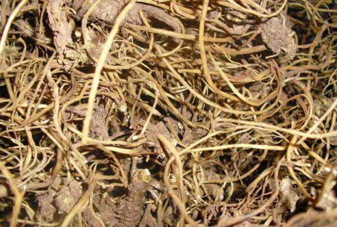 龙胆草的功效与作用，龙胆草的食用方法