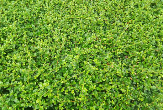 佩兰的功效与作用及禁忌