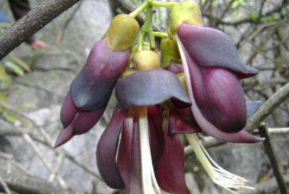 鸡血藤每天泡水喝好吗？鸡血藤的副作用
