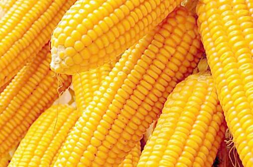 吃一星期煮玉米会瘦吗，玉米减肥法5天减十斤
