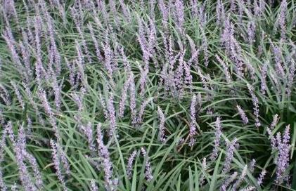 2020年麦冬行情好吗，麦冬价格是多少钱一斤