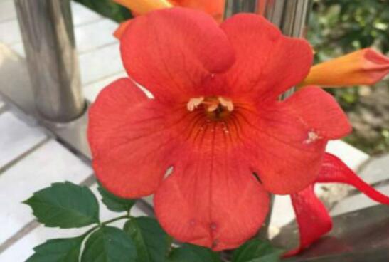 凌霄花的功效与禁忌，凌霄花的药用价值