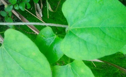 春根藤的别名是什么，春根藤的功效与作用