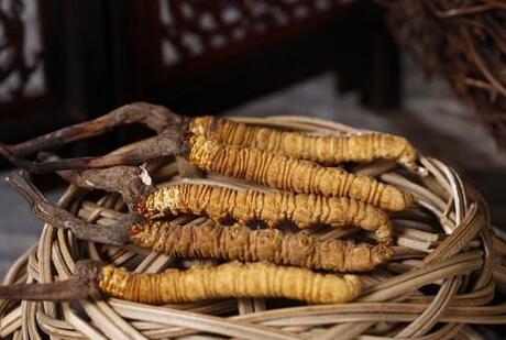 哪些人不适合吃虫草，三类人不能吃冬虫夏草