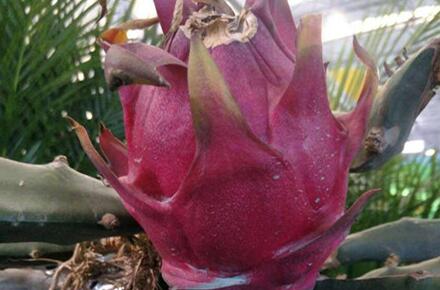 吃火龙果有什么好处,吃火龙果的最佳时间