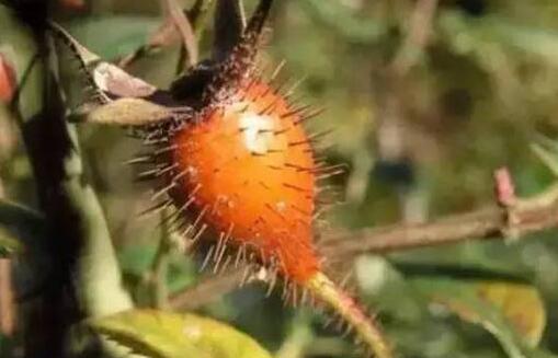 金樱子酒能壮阳吗，金樱子泡酒的最佳方法