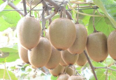 眉县猕猴桃介绍，眉县徐香猕猴桃特点简介