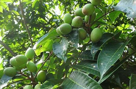青橄榄怎么吃治咳嗽，青榄配什么煲汤止咳