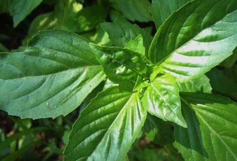 罗勒叶在中国叫什么,罗勒的功效与作用禁忌