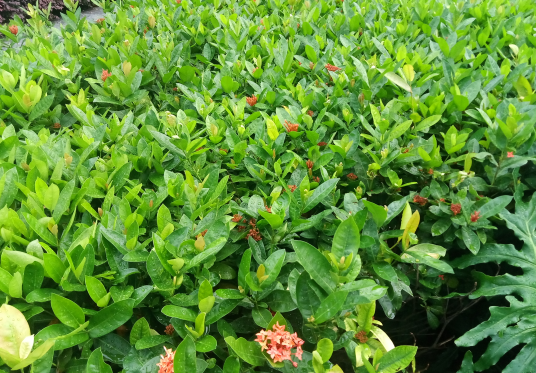 雪莲果的作用与功效及正确食用方法