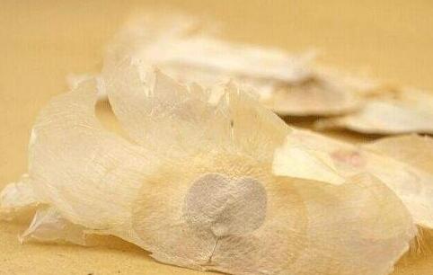 玉蝴蝶的功效与作用及食用方法