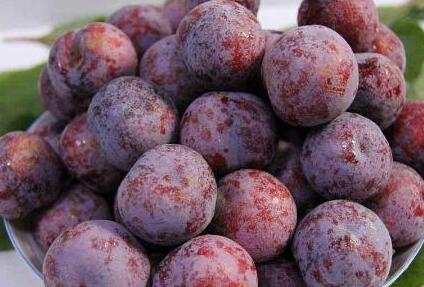 西梅和李子的区别是什么？