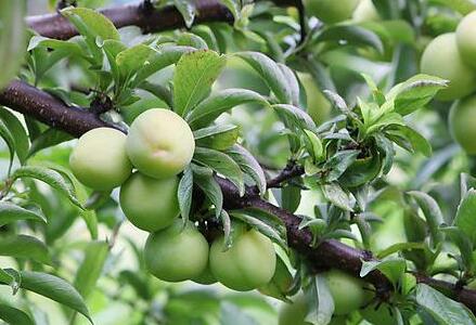 西梅和李子的区别是什么？