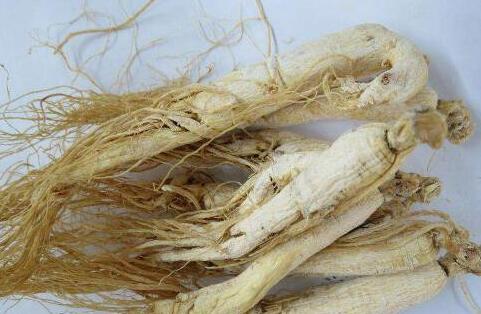 白参的功效与作用，白参的禁忌人群