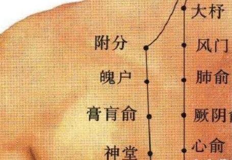 附分穴的最笨找法，附分的准确位置图和作用