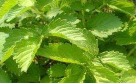 石见穿的功效与作用及禁忌