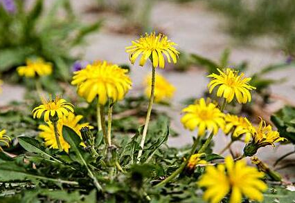 婆婆丁泡水能天天喝吗，婆婆丁根泡水喝的禁忌
